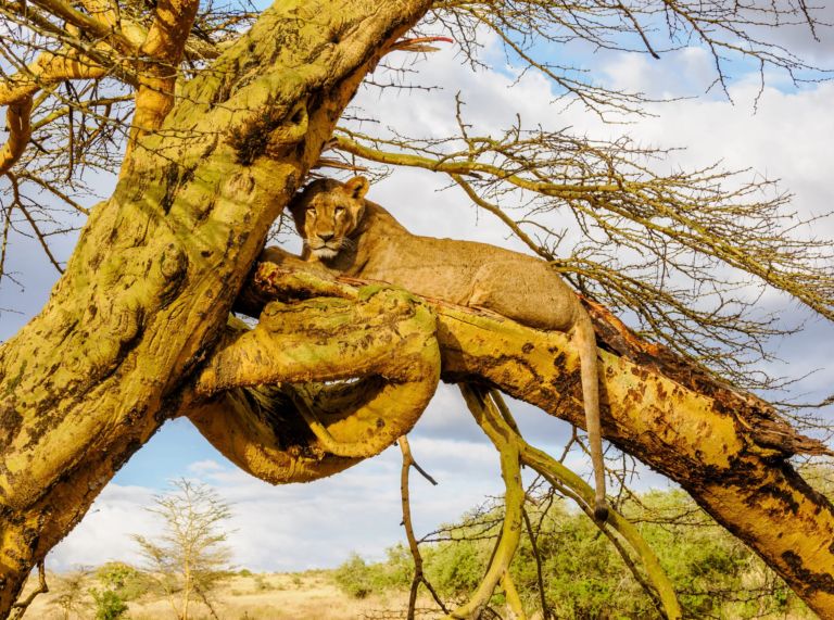 Lake-Nakuru-National-Park-Kenya-Book-best-Africa-bird-watching-tour-and-Kenya-safari-tour-packages-with-Natural-World-Kenya-Safaris-134-scaled.jp