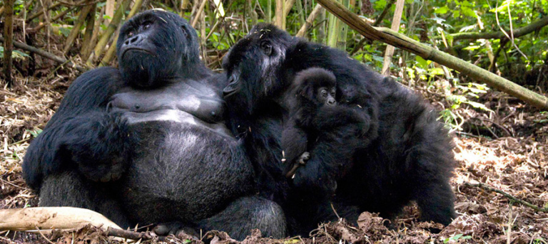 Mountain-Gorilla-families-in-Volcanoes-National-Parks