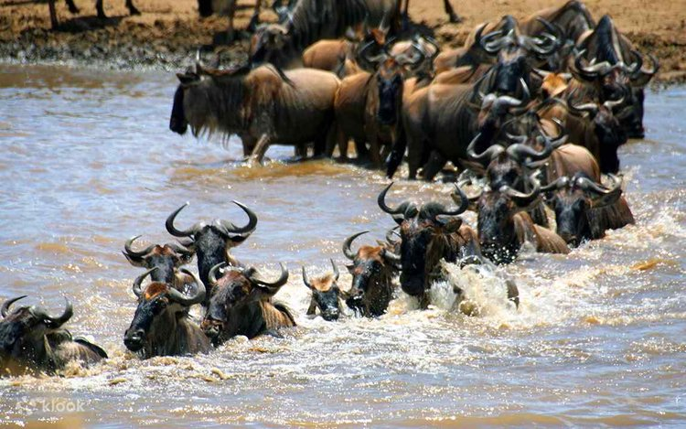 a1syv2336i40hzcffo0y